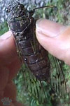 cicada