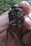 cicada