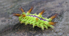 caterpillar