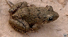 frog