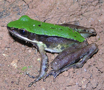 frog