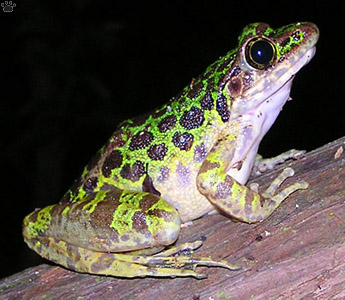 frog