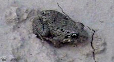 frog
