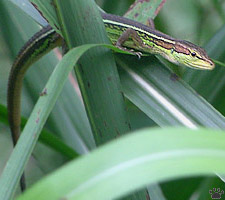 lizard