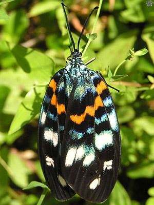 cicada