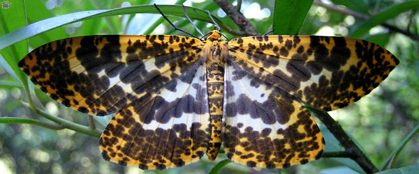 moth
