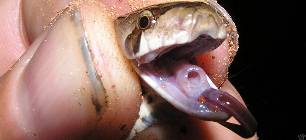 snake