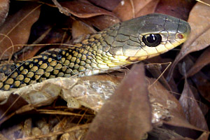 snake