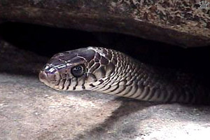 snake