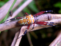 spider