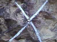 spider