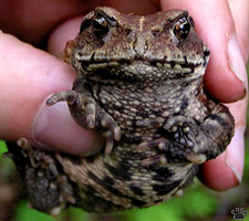 toad