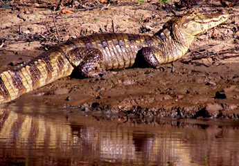 caiman
