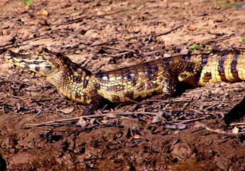 caiman