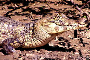 caiman