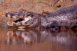caiman