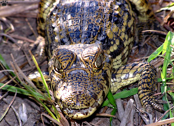 caiman