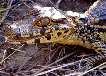 caiman