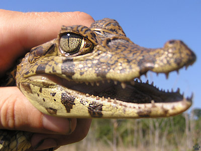 gator