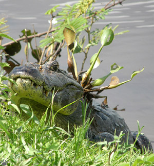 caiman
