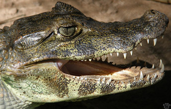 caiman