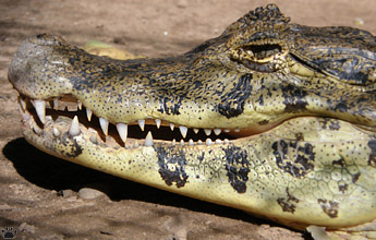 caiman