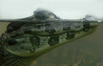 caiman