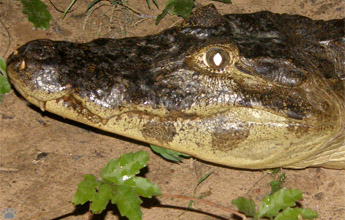 caiman