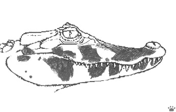 caiman