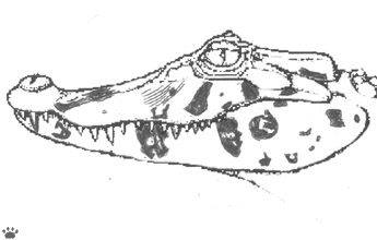 caiman