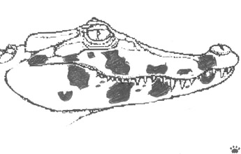 caiman