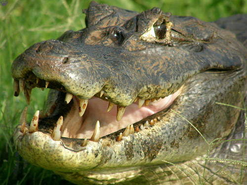 caiman