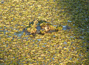 caiman