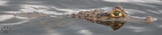 caiman