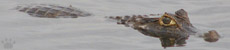 caiman