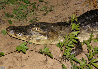 caiman