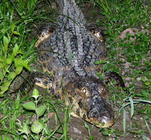 caiman