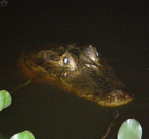 caiman