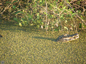 caiman