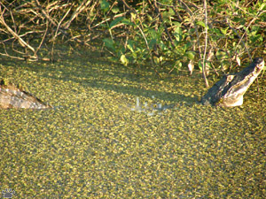 caiman
