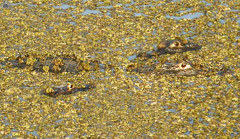 caiman