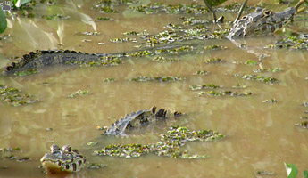 caiman