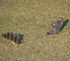 caiman