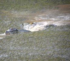 caiman
