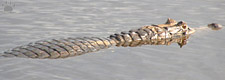 caiman