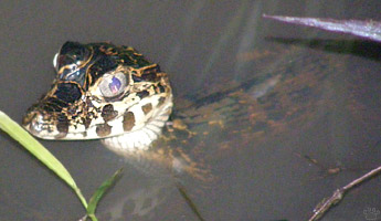 caiman