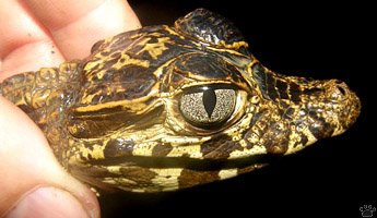 caiman