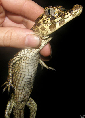 caiman