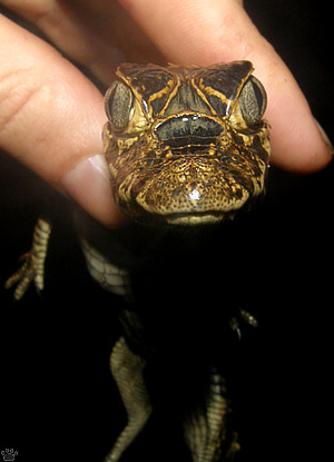 caiman