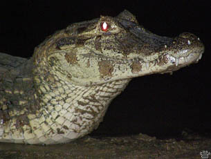 caiman